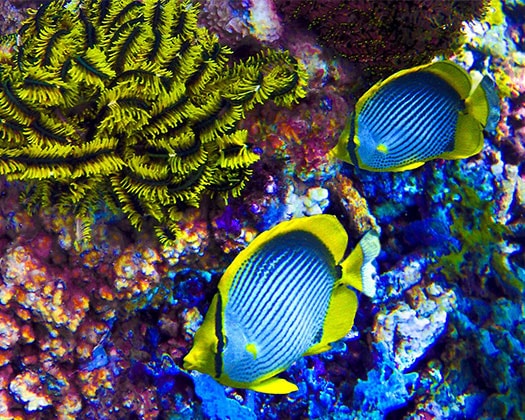 Fische im Salzwasseraquarium