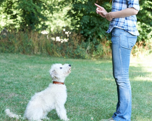 Hund schaut auf Kommando