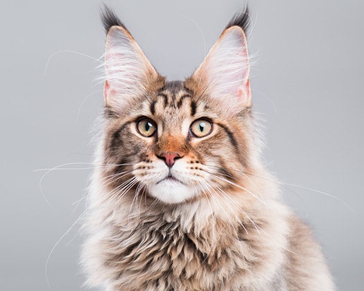 Maine Coon